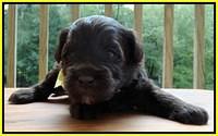 Sandi Texas pups 3 wks old 251