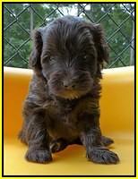 Sandy Texas pups 4 wks old 201