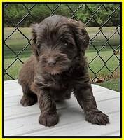 Sandy Texas pups 4 wks old 221