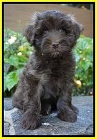 Sandy Texas pups 7 wks old 161