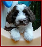 Sandi TExas pups 5 wks old211