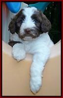 Sandi TExas pups 5 wks old221