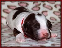 Sandi Texas pups 1 wk old 201