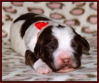 Sandi Texas pups 1 wk old 221