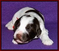 Sandi Texas pups 2 wks old 241