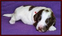 Sandi Texas pups 2 wks old 251