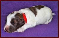 Sandi Texas pups 2 wks old 261