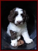 Sandi Texas pups 6 wks old 321