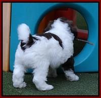 Sandi Texas pups 6 wks old 341