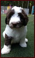 Sandi Texas pups 6 wks old 361