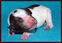 Sandi Texas pups newborn 1 day old151