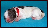 Sandi Texas pups newborn 1 day old171