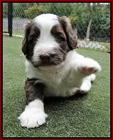 Sandy Texas pups 4 wks old 251