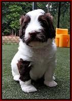 Sandy Texas pups 4 wks old 261