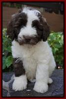 Sandy Texas pups 7 wks old 171