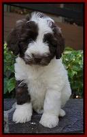 Sandy Texas pups 7 wks old 181