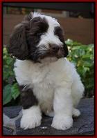 Sandy Texas pups 7 wks old 191