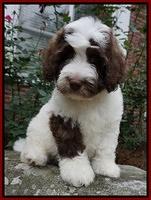 Sandy Texas pups 8 wks old 28!