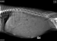 Sky Flicker xrays preg 4
