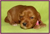Sky Flicker pups 2 wks old 31