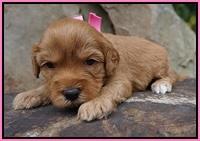 Sky Flicker pups 3 wks old31