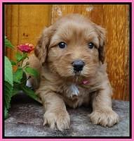 Sky Flicker pups 4 wks old 11