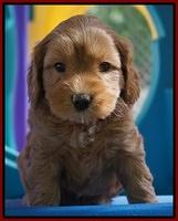 Sky Flicker pups 5 wks old31