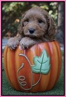 Sky Flicker pups 6 wks old 11