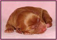 Sky Flicker pups newborn11
