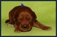 Sky Flicker pups 2 wks old 111