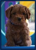 Sky Flicker pups 5 wks old121