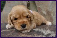 Sky Flicker pups 3 wks old61