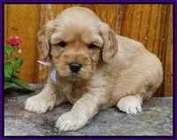 Sky Flicker pups 4 wks old 51