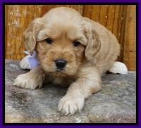 Sky Flicker pups 4 wks old 61