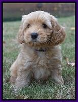 Sky Flicker pups 7 wks old 61