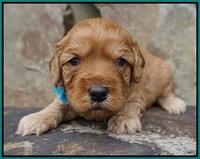 Sky Flicker pups 3 wks old81