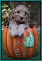 Sky Flicker pups 6 wks old 81