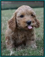 Sky Flicker pups 7 wks old 101