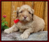 Sky Flicker pups 4 wks old 171