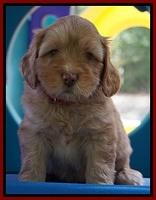 Sky Flicker pups 5 wks old191