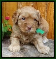 Sky Flicker pups 4 wks old 181