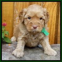 Sky Flicker pups 4 wks old 191