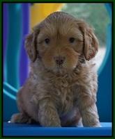 Sky Flicker pups 5 wks old221