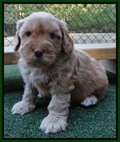 Sky Flicker pups 5 wks old241