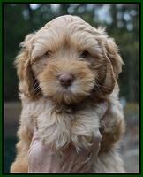 Sky Flicker pups 7 wks old 221