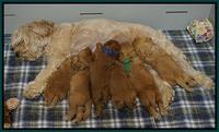 Sky Flicker pups 3 wks old11