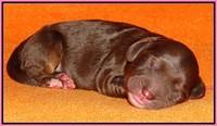 Shelby Duke Newborn puppy 81