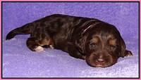 Shelby Duke pups 2 wks old 11