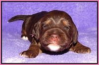 Shelby Duke pups 2 wks old 31