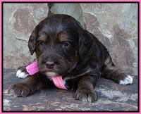 Shelby Duke pups 3 wks old 21